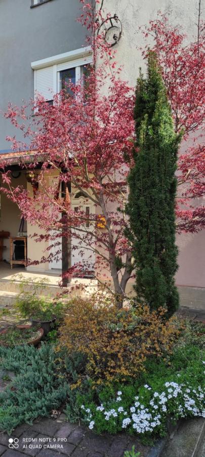Apartamento Duplex Mihajlovic-Vrnjačka Banja Exterior foto